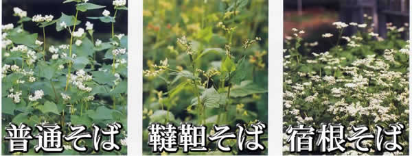 そばの種類の写真